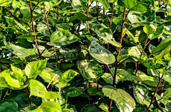 Hibiscus plant not flowering