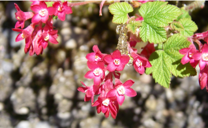 Ribes sanguineum currant flowering red pulborough scarlet plant flowers crocus plants trees height order place last day sale buy saved