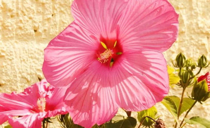 Hibiscus plant not flowering