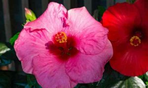 Hibiscus plant not flowering