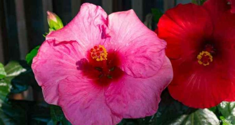 Hibiscus plant not flowering