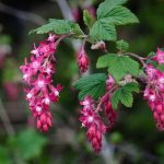 Red flowering currant plant