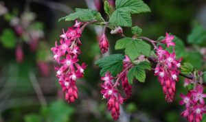 Red flowering currant plant