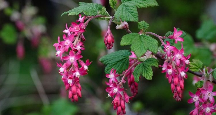 Red flowering currant plant