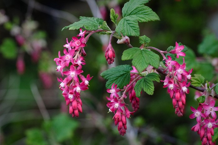 Red flowering currant plant