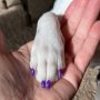 Nail Polish for Dogs A Comprehensive Guide