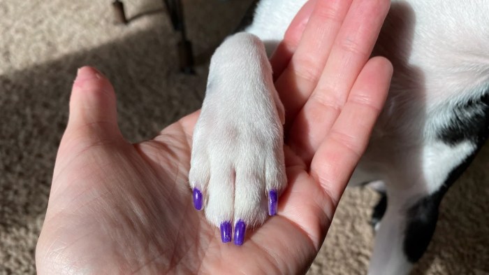 Nail polish for dogs