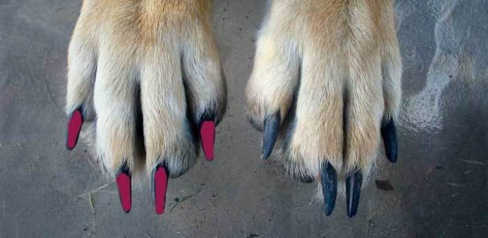 Nail polish for dogs